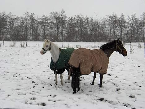 Welsh Pony af Cob-type (sec C) Glimmer - Den 29 december 2005.. glimmer og galle på fold.. billede 13