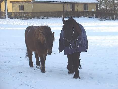 Frieser Arno S. - Med Toti gamle jas... billede 19