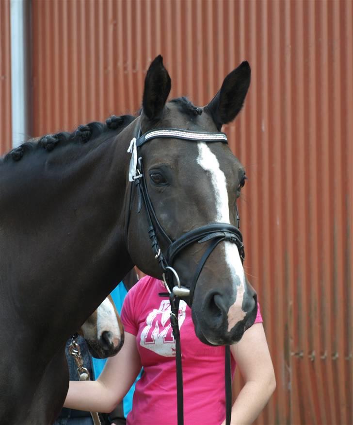 Dansk Varmblod Ny Snogdals Ataya  - Ataya juli 09 billede 7