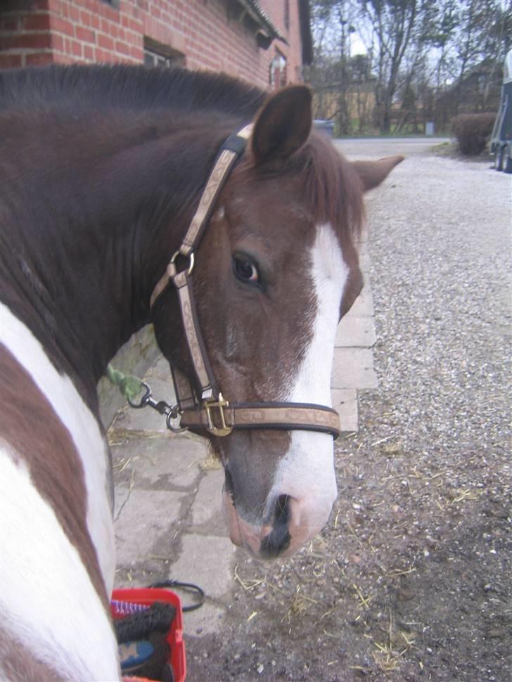 Pinto Don Ibrahim. - Velkommen til Ib´s profil! :D billede 1