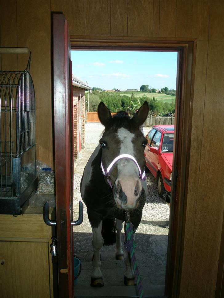 Pinto Don Ibrahim. - Må jeg komme med ind? (; billede 2