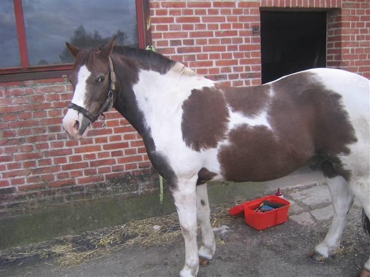 Pinto Don Ibrahim. - Ved at blive striglet (; billede 3