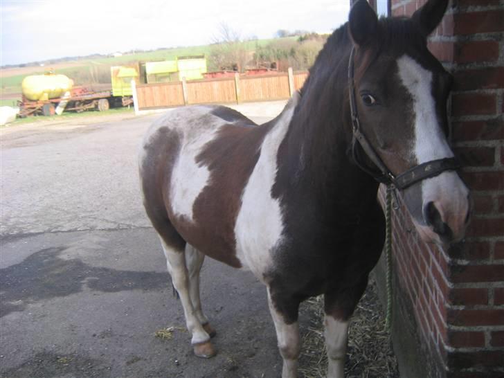 Pinto Don Ibrahim. - Hygge :D billede 4