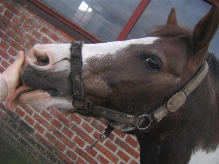 Pinto Don Ibrahim. - Mmmm, den smager goodt :D billede 5