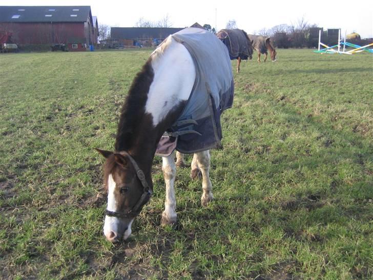 Pinto Don Ibrahim. - På fold :D billede 6