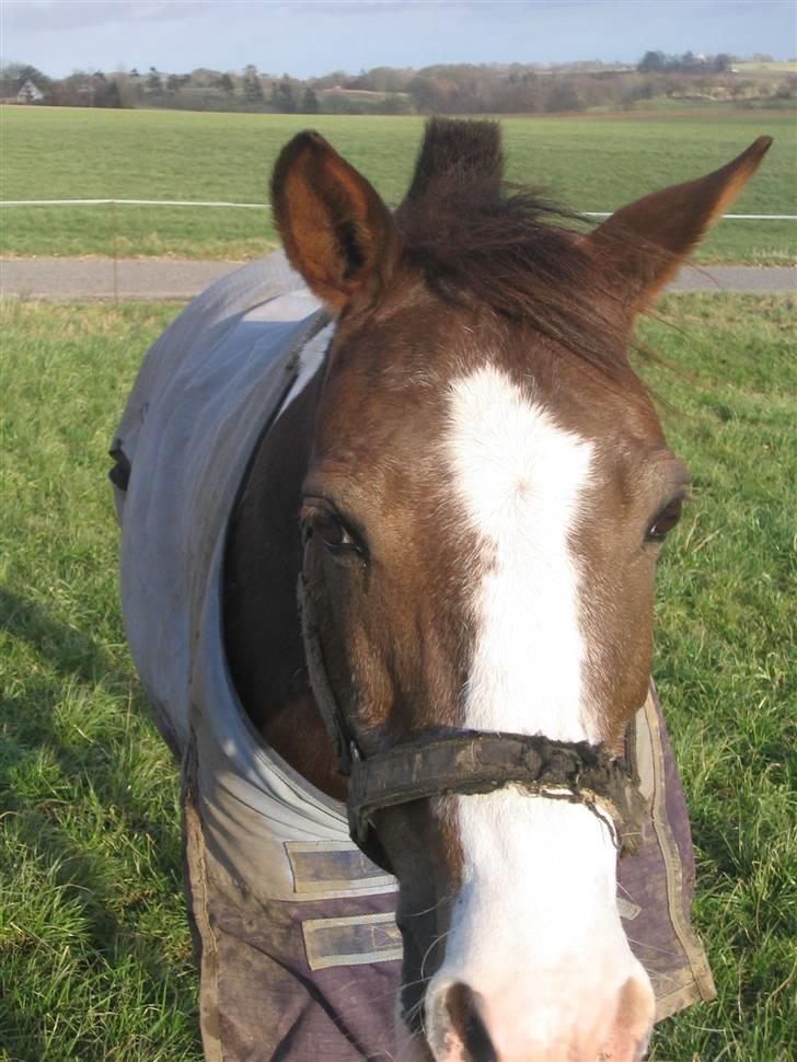 Pinto Don Ibrahim. - Har du noget mad? d: billede 7