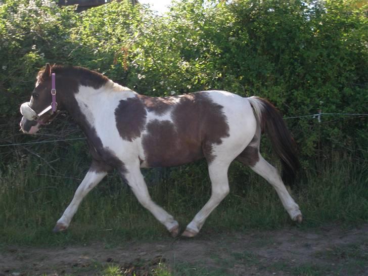 Pinto Don Ibrahim. - Hvor er du lækker min dreng <3 :D billede 8