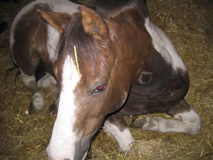 Pinto Don Ibrahim. - Sove, sove, sove i;  billede 9