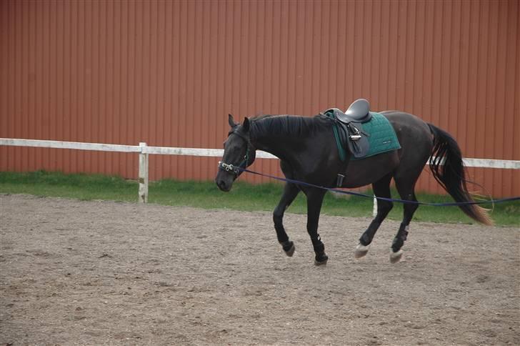 Anden særlig race Mosegaards El Diablo *SOLGT* - Mandag d. 13/4-09 billede 12