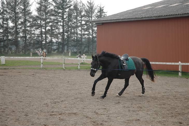 Anden særlig race Mosegaards El Diablo *SOLGT* - Mandag d. 13/4-09 billede 13