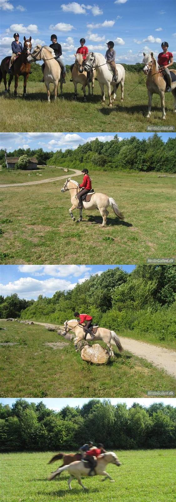 Fjordhest Funny - R.I.P <3 - På tur i 1000 årsskoven med Cathrine på Robin, Cecilie på Moneck, Simone på Jupiter og Rikke på Anker, oog ja mig selv og Funny :b  billede 16