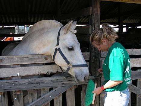 Anden særlig race Dunja -  Dunja i sin boks i odenese billede 9