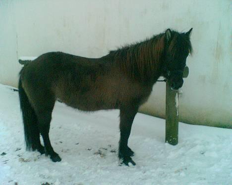 Islænder Mýsla Fra Egebæk (Død) R.I.P. - her i vinteren 2005... mysla i sneen billede 1