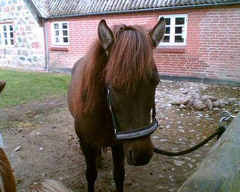 Islænder Mýsla Fra Egebæk (Død) R.I.P. - i sommers billede 4