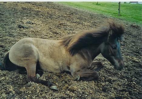 Islænder Mýsla Fra Egebæk (Død) R.I.P. - mysla i sommers, vi tager os da lige en rulle tur efter at være blevet rigtig fin:P billede 5