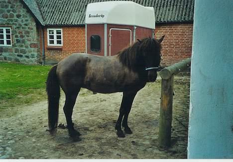 Islænder Mýsla Fra Egebæk (Død) R.I.P. - også i sommers efter en vaske tur:P billede 6