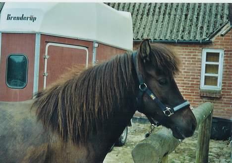 Islænder Mýsla Fra Egebæk (Død) R.I.P. - jaa mysla igen?!:P billede 7