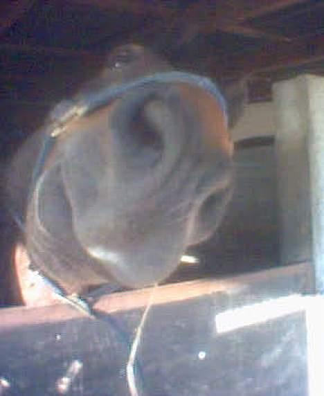 Oldenborg Joy -> R.I.P Altid savnet - Tror at joy kan lugte mad. hehe =) billede 2