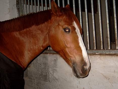 Tysk Sportspony Felix' <3' ..  - I hans gamle´ boks . ´sure pony q; <3# +" billede 2
