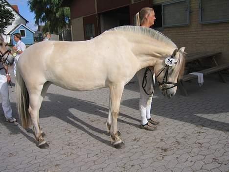 Fjordhest Gielsgaard Krølle billede 2
