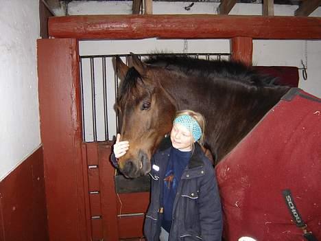 Dansk Varmblod Fantasi R.I.P -  han er aflivet Os Evigt Altid<´3Ingen skiller os ad:):´(sidste gang vi så hinanden:´(<´3Miin og KUN Miin<´3 billede 1