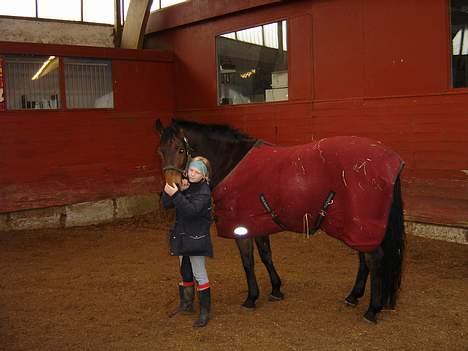 Dansk Varmblod Fantasi R.I.P billede 2