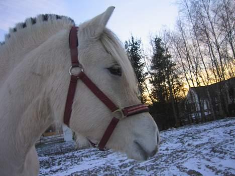 Fjordhest Gielsgaard Krølle billede 4