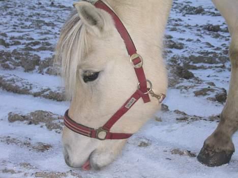 Fjordhest Gielsgaard Krølle billede 5