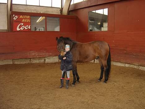 Dansk Varmblod Fantasi R.I.P billede 3