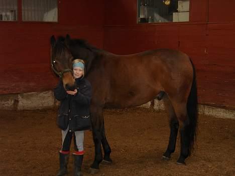 Dansk Varmblod Fantasi R.I.P billede 4