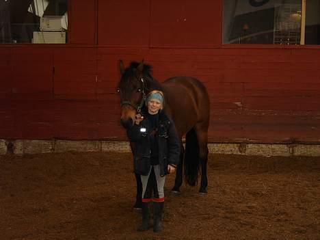 Dansk Varmblod Fantasi R.I.P billede 5