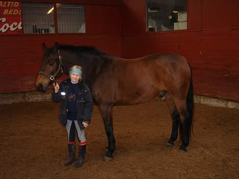 Dansk Varmblod Fantasi R.I.P billede 6