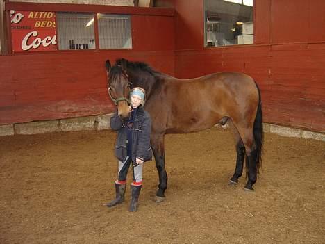 Dansk Varmblod Fantasi R.I.P billede 7