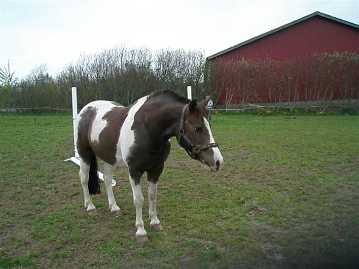 Pinto Don Ibrahim. - Du flot min basse! billede 10