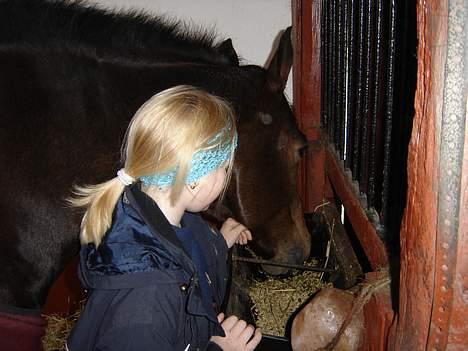 Dansk Varmblod Fantasi R.I.P billede 8