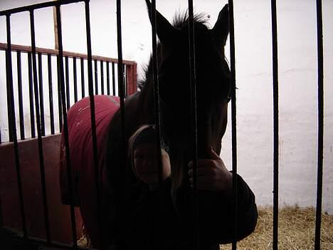 Dansk Varmblod Fantasi R.I.P billede 9