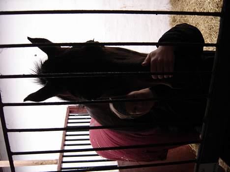 Dansk Varmblod Fantasi R.I.P billede 10