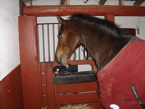 Dansk Varmblod Fantasi R.I.P billede 11