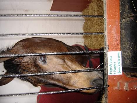 Dansk Varmblod Fantasi R.I.P billede 12