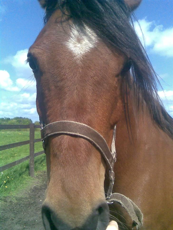 Arabisk fuldblod (OX) Antar El Karmdal *solgt* - taget d. 4/5.-09 .. (: billede 9