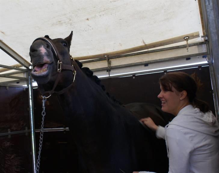 New Forest Mister Malthe ELITEHINGST - Malthe får sig lige en gang striglemasage af mig til DM 07 i Billund  billede 5