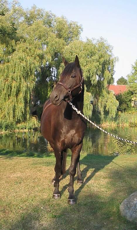 Trakehner Essens R.I.P min smukke.. - Essens september 2005 billede 9