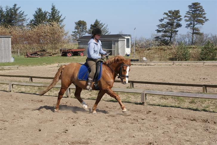 Anden særlig race Rosenkildes Cicero billede 6