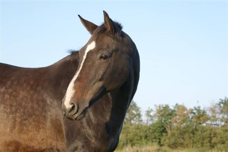 Dansk Varmblod Cor de'Light (Comet) - *nyt* billede 14