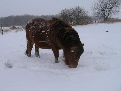 Anden særlig race StellaBella billede 9