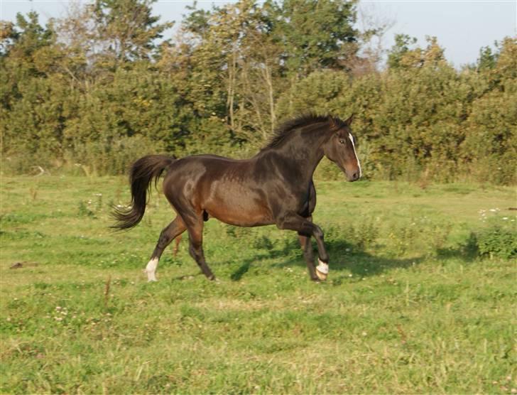 Dansk Varmblod Cor de'Light (Comet) - *nyt* billede 15