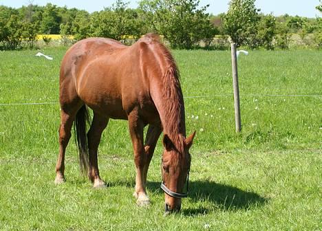 Hannoveraner Gaston - Maj 2007, lige kommet på græs billede 8