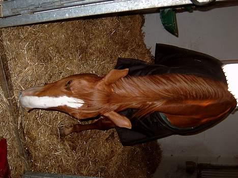 Tysk Sportspony Felix' <3' ..  - Spiser´ - som altid ;D <333 .. ¤ /" billede 3