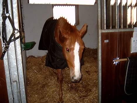 Tysk Sportspony Felix' <3' ..  - Felix´ som så er på vej UD a boksen .. spasser pony "<3 .. hah q; billede 5