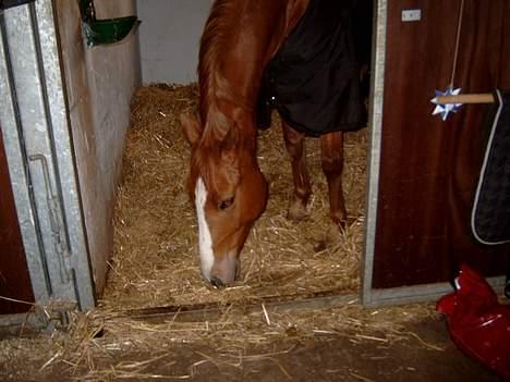 Tysk Sportspony Felix' <3' ..  - Spiser´ iqeen ? <3#! billede 6